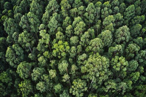 EDILTECO UND MUTINA ARBOREA FÜR DIE URBANEN WÄLDER